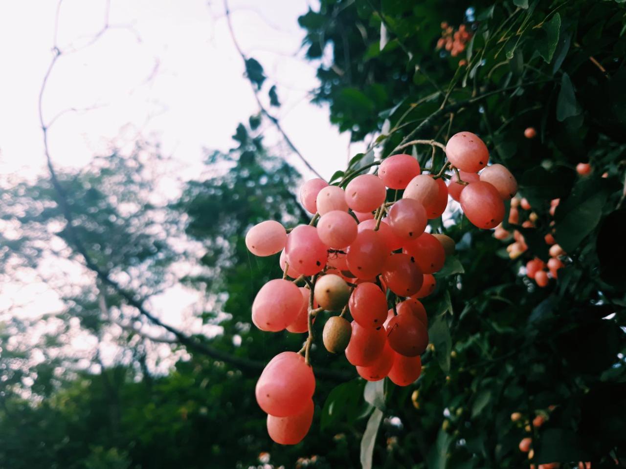 Loren Homestay Phong Nha Kültér fotó